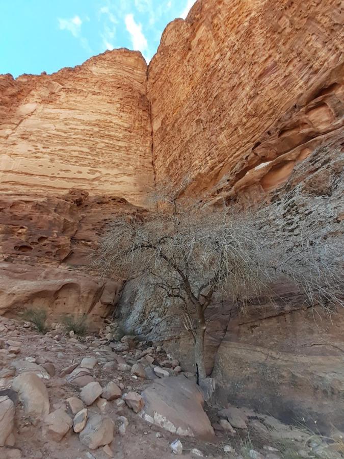 Wadi Rum Moon Light Camp Exterior foto